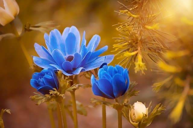 anemone-g46b475ca5_640 anemone-g46b475ca5_640